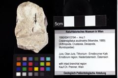 Foto (Objket + Etiketten) von Cracensigillatus acutirostris (Moericke, 1889) 